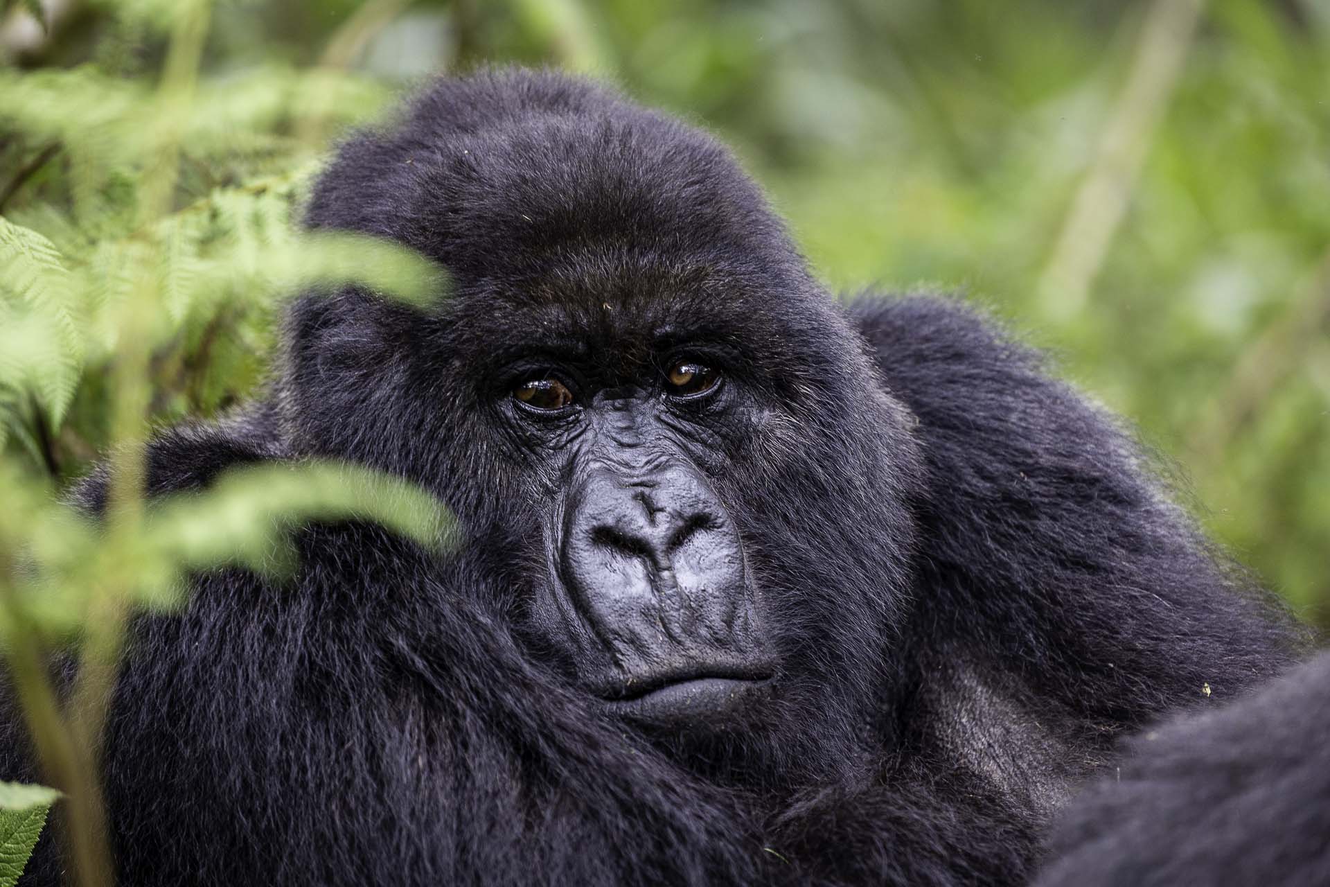 Gorilla Tracking during a Luxury Safari Rwanda
